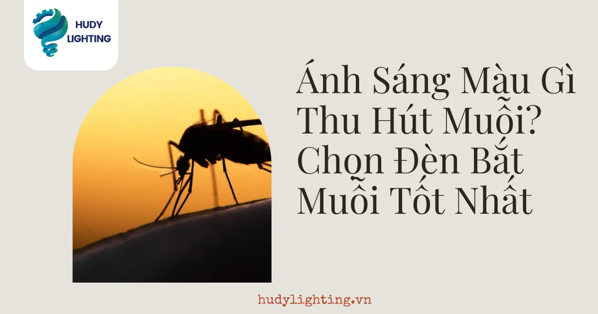anh-sang-mau-gi-thu-hut-muoi